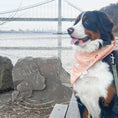 Load image into Gallery viewer, Bunny Bliss Dog Bandana