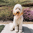 Load image into Gallery viewer, Bunny Bliss Dog Bandana