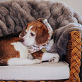 Load image into Gallery viewer, Boos & Bats Dog Bandana