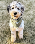Load image into Gallery viewer, Will do tricks Dog Bandana
