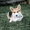Load image into Gallery viewer, Snuggle Bunny Dog Bandana