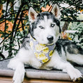 Load image into Gallery viewer, Main Squeeze Dog Bandana
