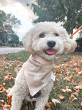 Load image into Gallery viewer, Tiny Spiders Dog Bandana