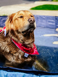 Load image into Gallery viewer, Cool Exclusive Water Lovin Bandana