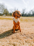 Load image into Gallery viewer, Petal Perfection Dog Bandana