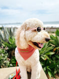 Load image into Gallery viewer, Melon me crazy Dog Bandana