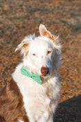 Load image into Gallery viewer, Leaf Green Bowtie
