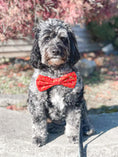 Load image into Gallery viewer, Christmas Star Bowtie