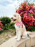 Load image into Gallery viewer, Melon me crazy Dog Bandana