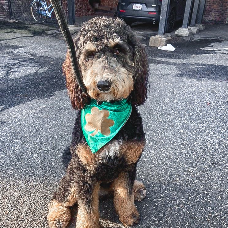 Pure Gold Dog Bandana