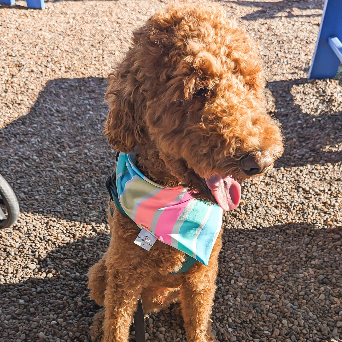 Sunset waves Water Lovin Bandana