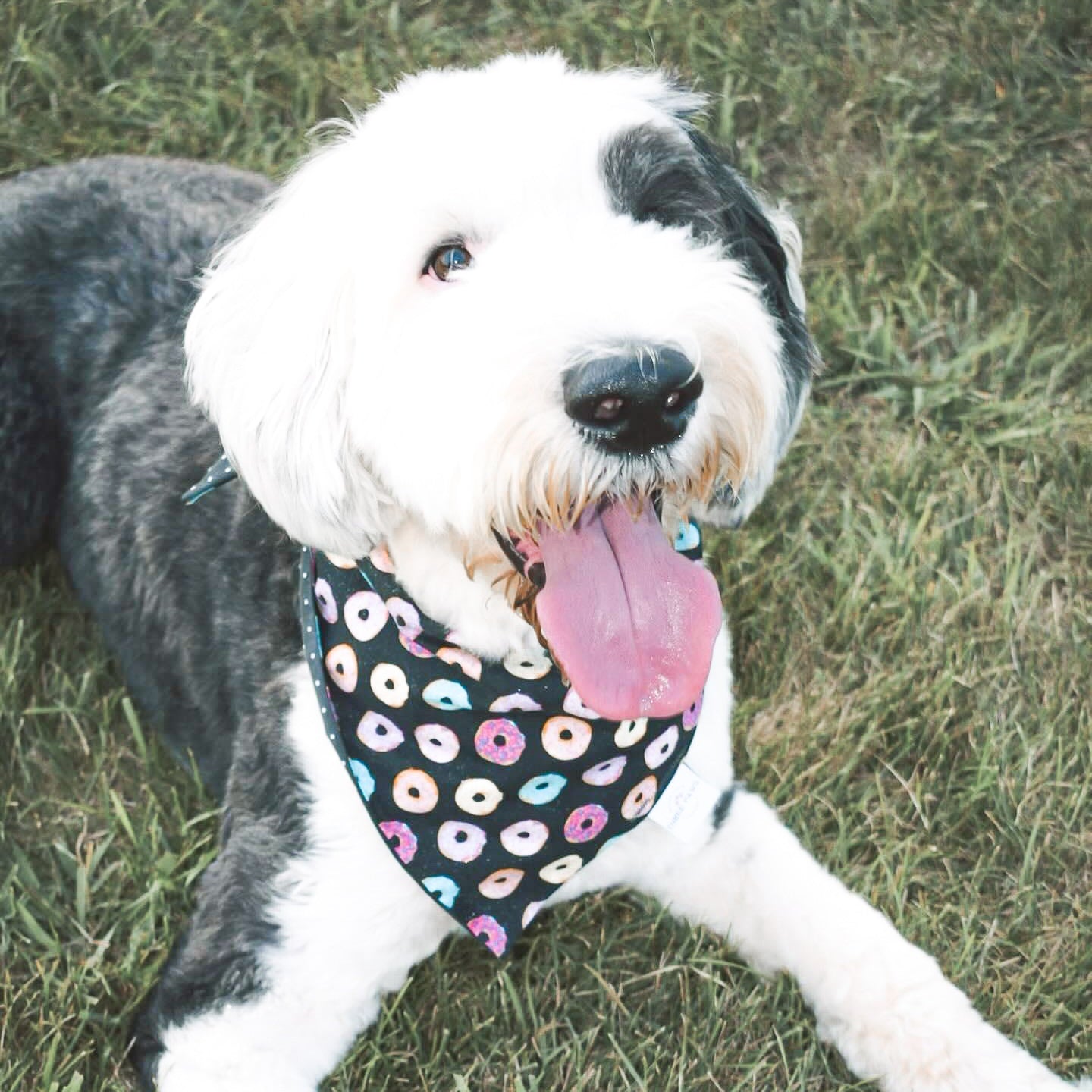 Do-nut Love Dog Bandana