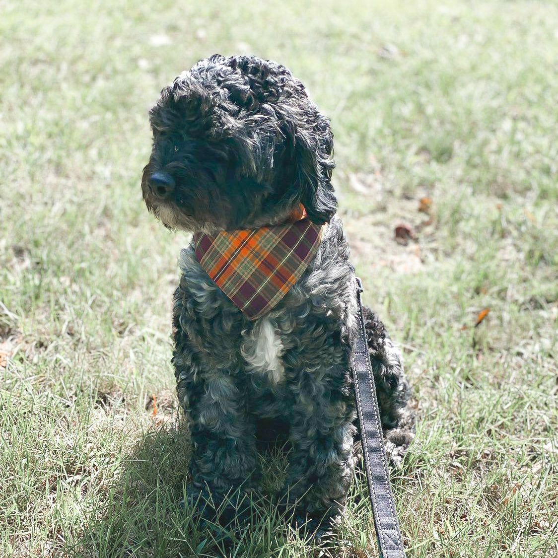 Thankful Dog Bandana