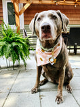 Load image into Gallery viewer, Golden Glow Dog Bandana
