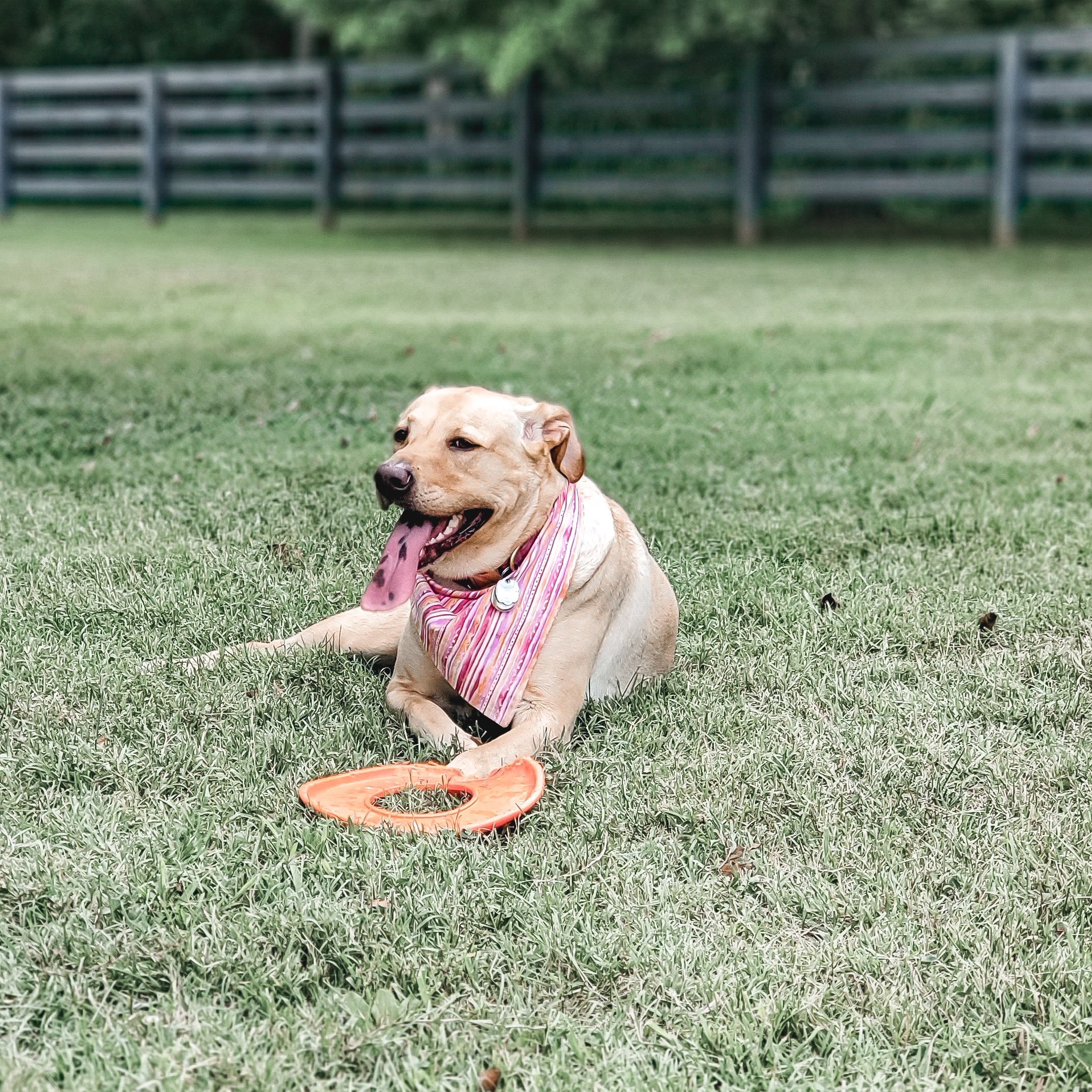 Stylin Sherbert Dog Bandana