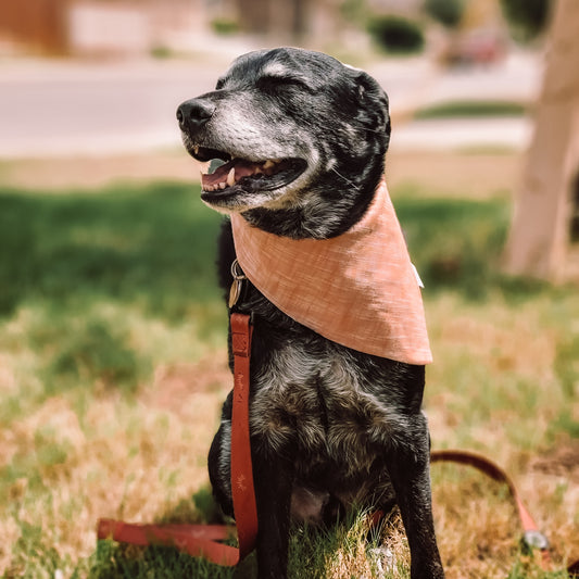 Fall Harvest Dog Bandana