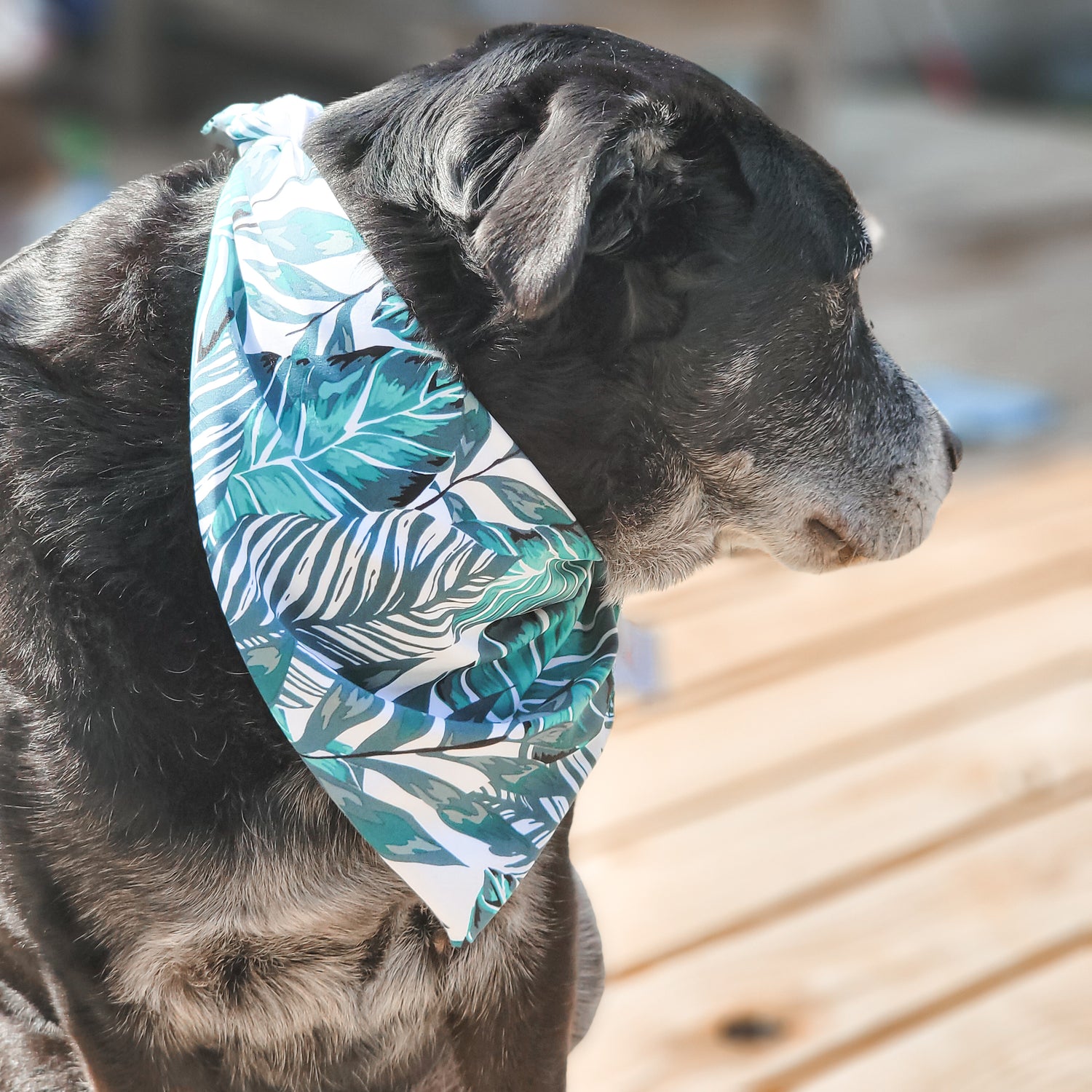 Coastal Palms Water Lovin Bandana