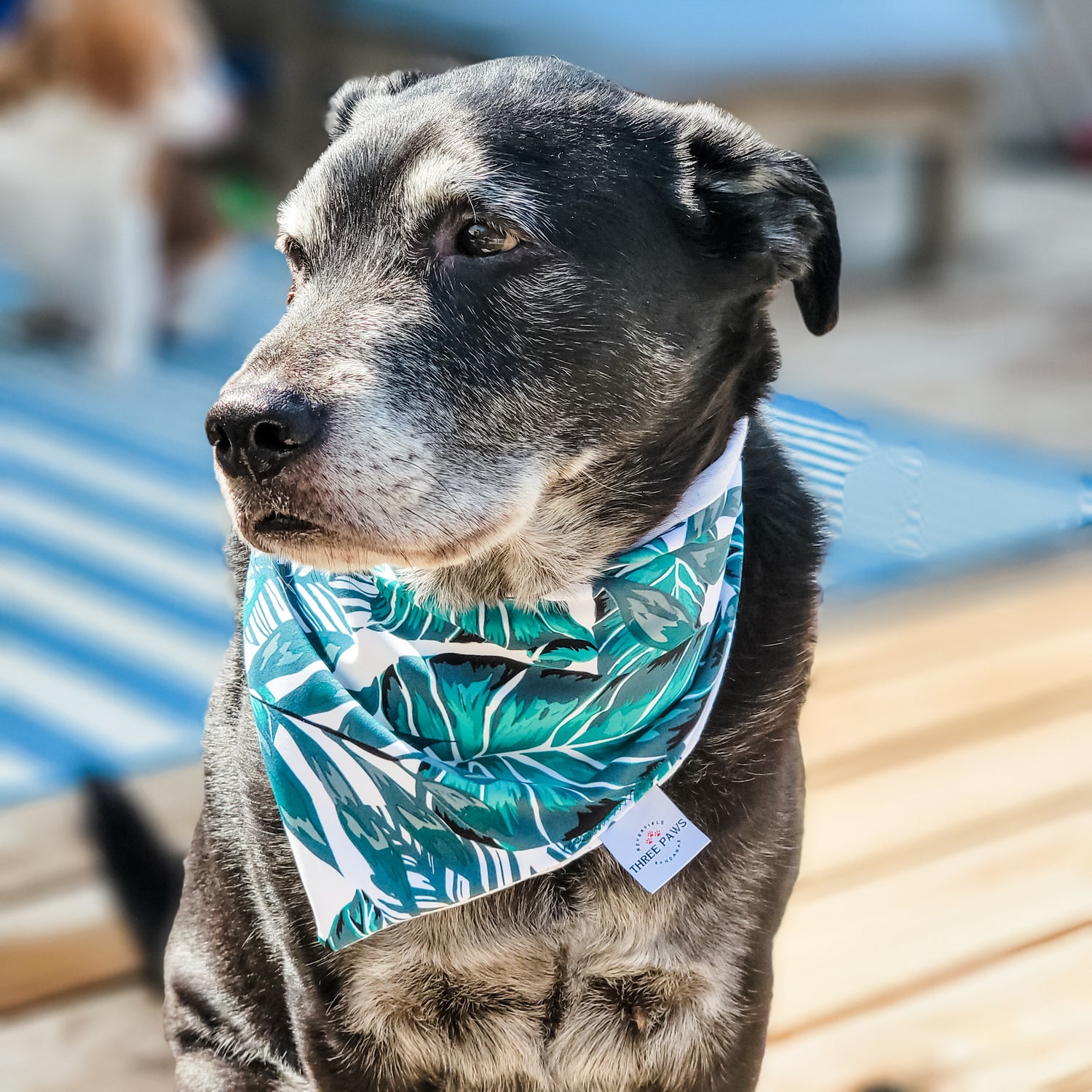 Coastal Palms Water Lovin Bandana