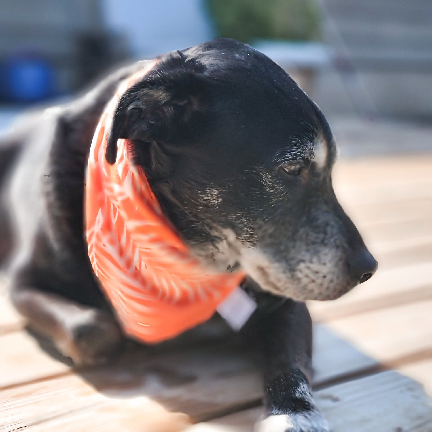 Tropical Sunrise Water Lovin Bandana