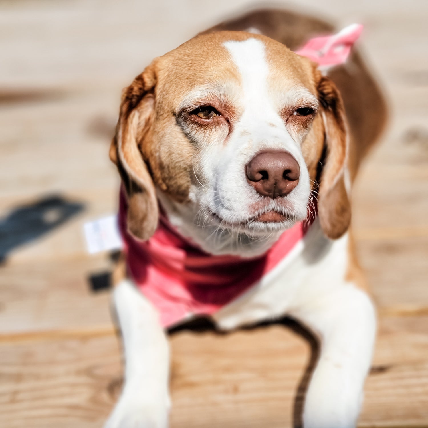 Ruby Ocean Water Lovin Bandana