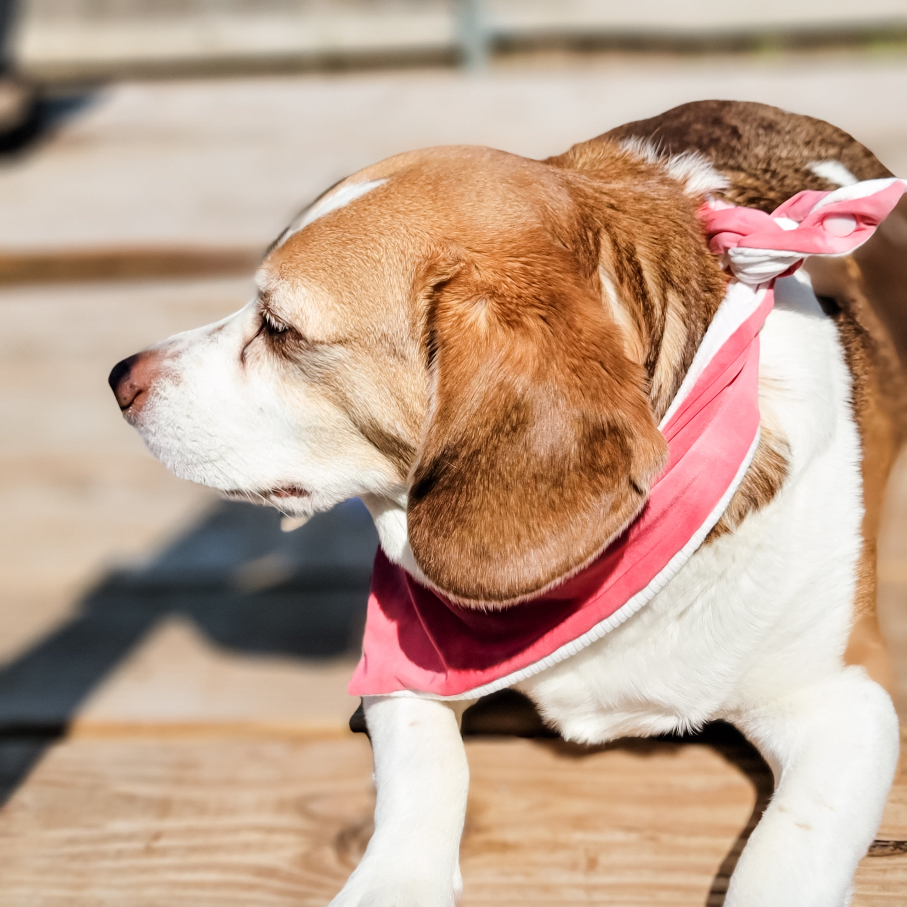 Ruby Ocean Water Lovin Bandana