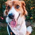 Load image into Gallery viewer, Dreamy Ghosts Dog Bandana
