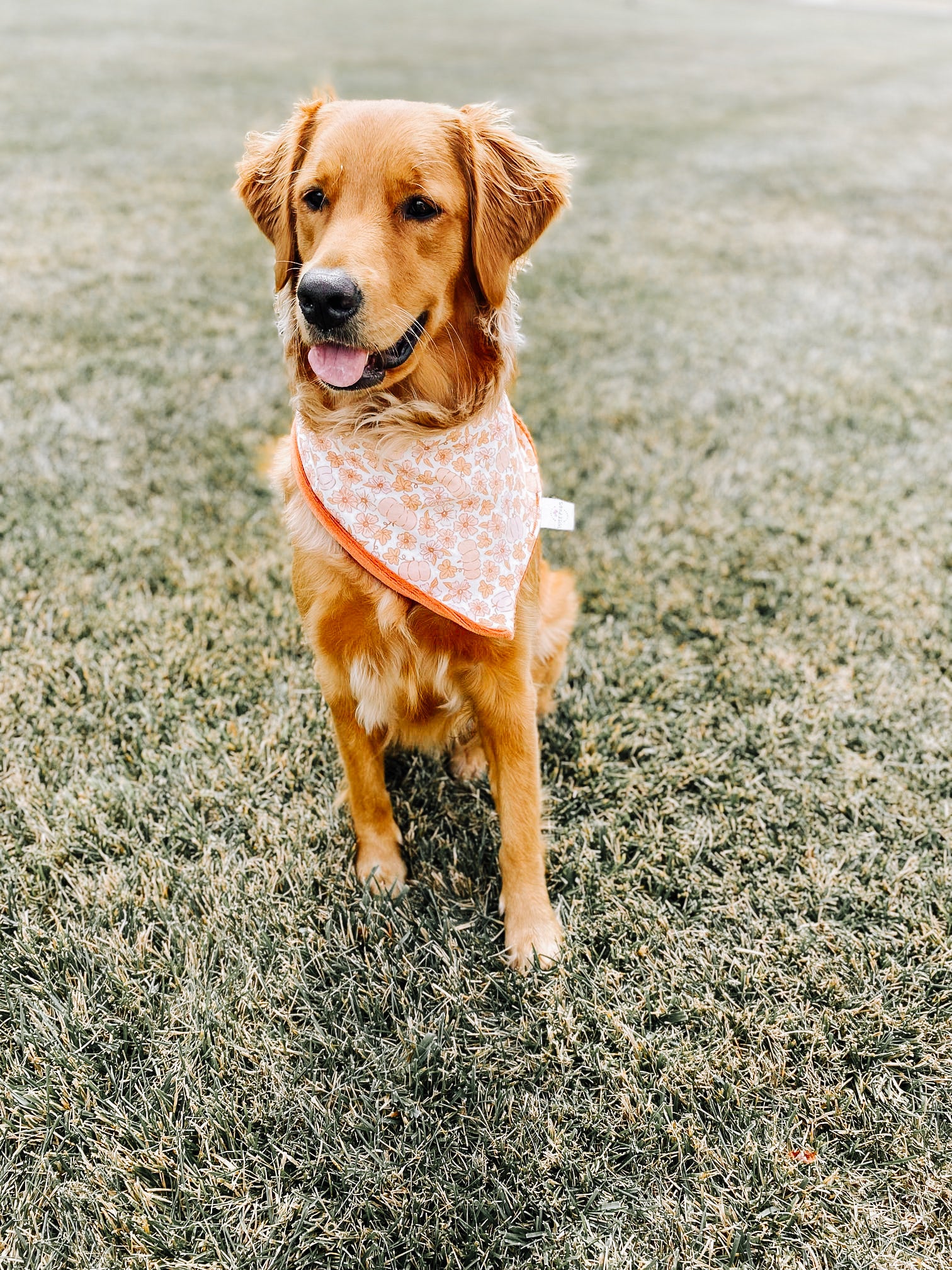 Spice of Life Dog Bandana