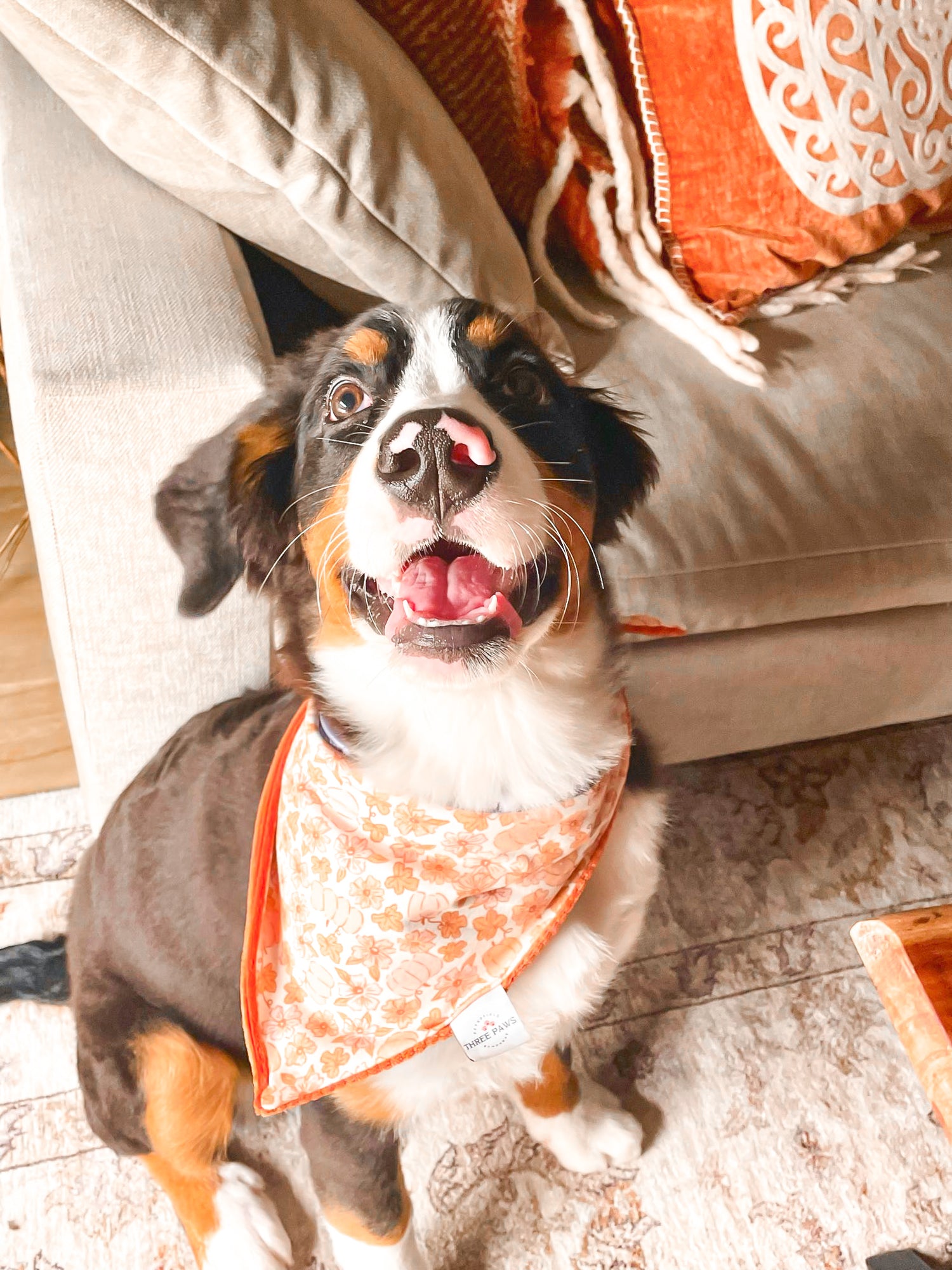 Spice of Life Dog Bandana