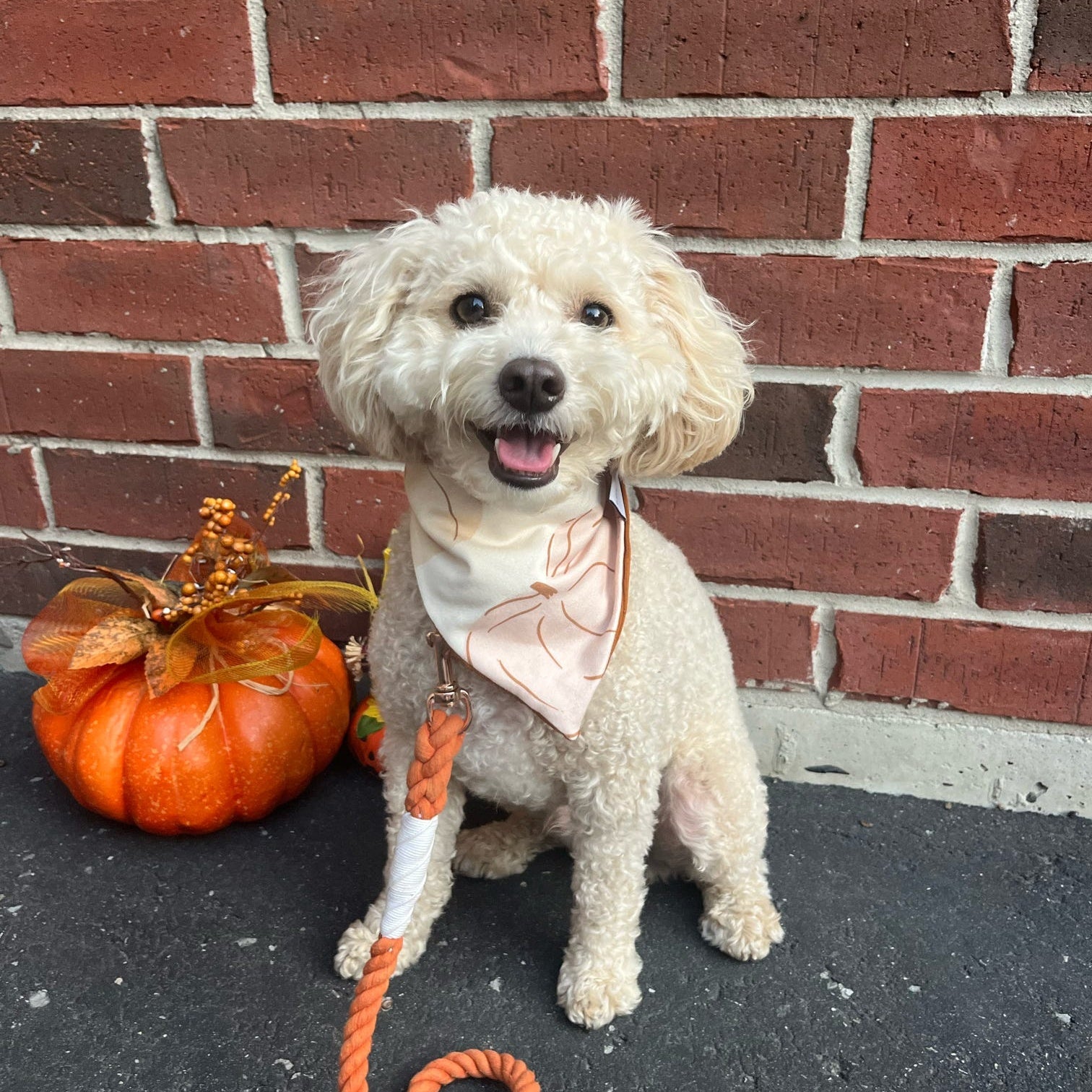 Big Autumn Pumpkins Dog Bandana Three Paws