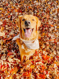 Load image into Gallery viewer, Tiny Spiders Dog Bandana
