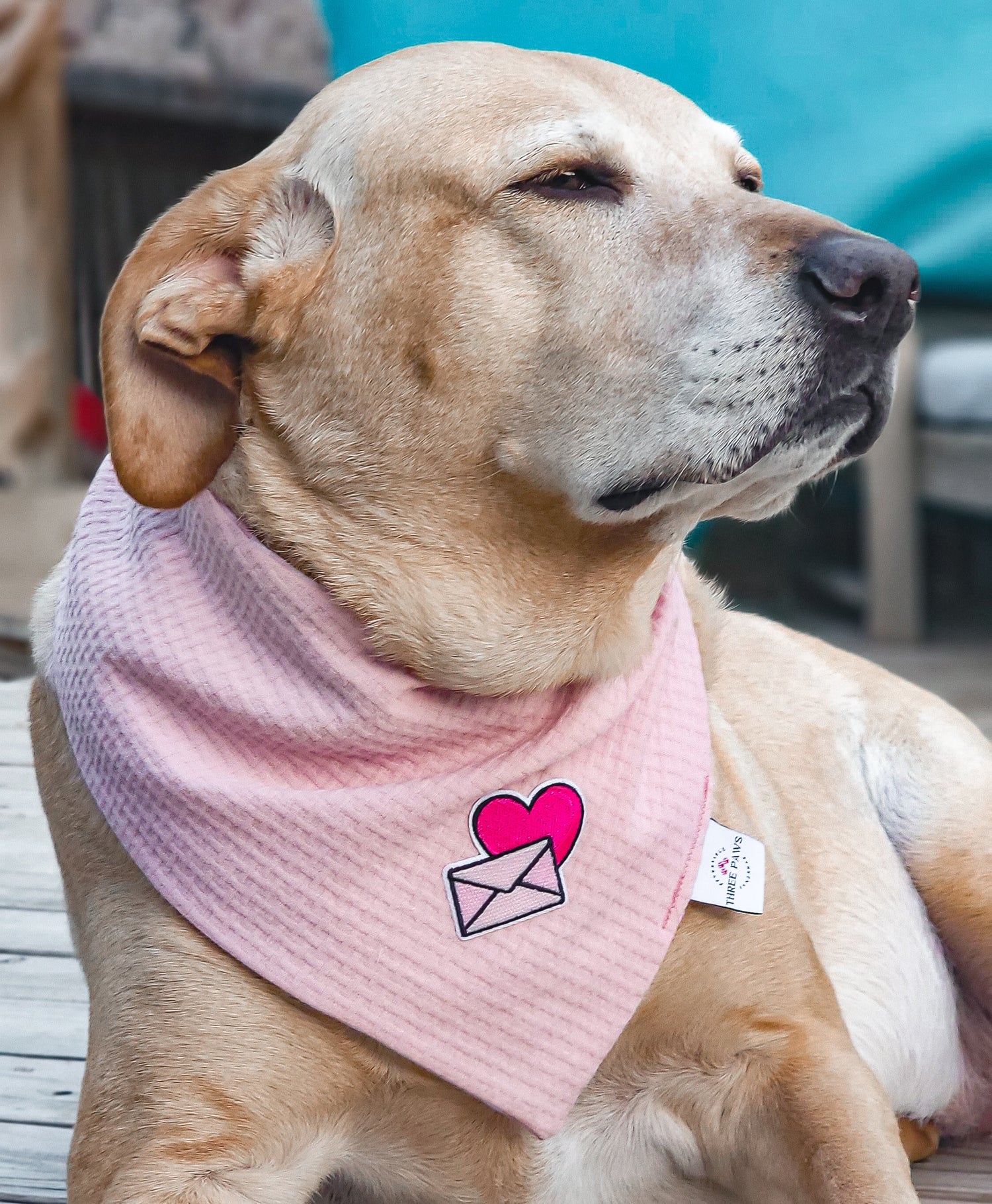 Be My Valentine Patch Dog Bandana