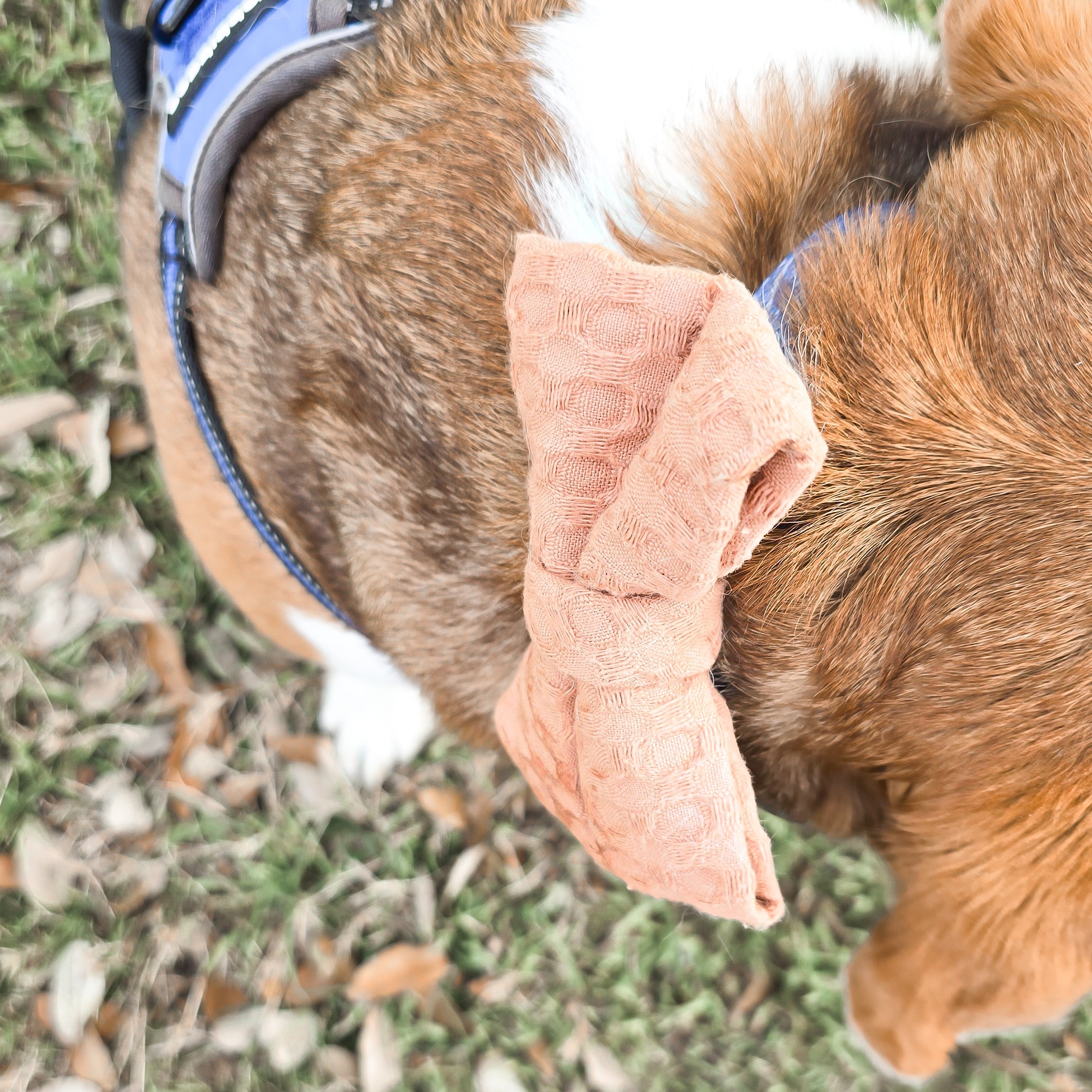 Bliss Bowtie