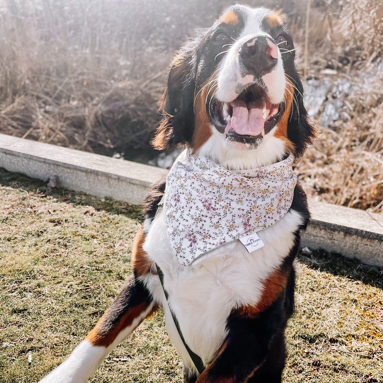 Petal Perfection Dog Bandana