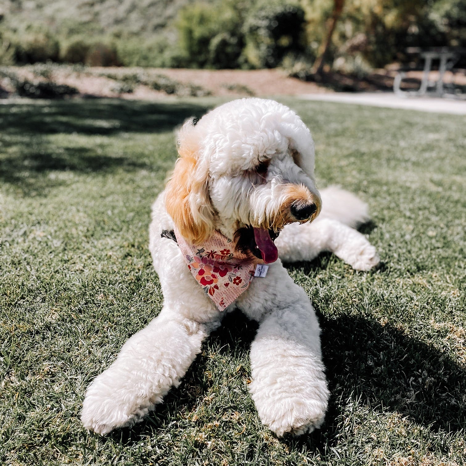 Sweet Petals Dog Bandana