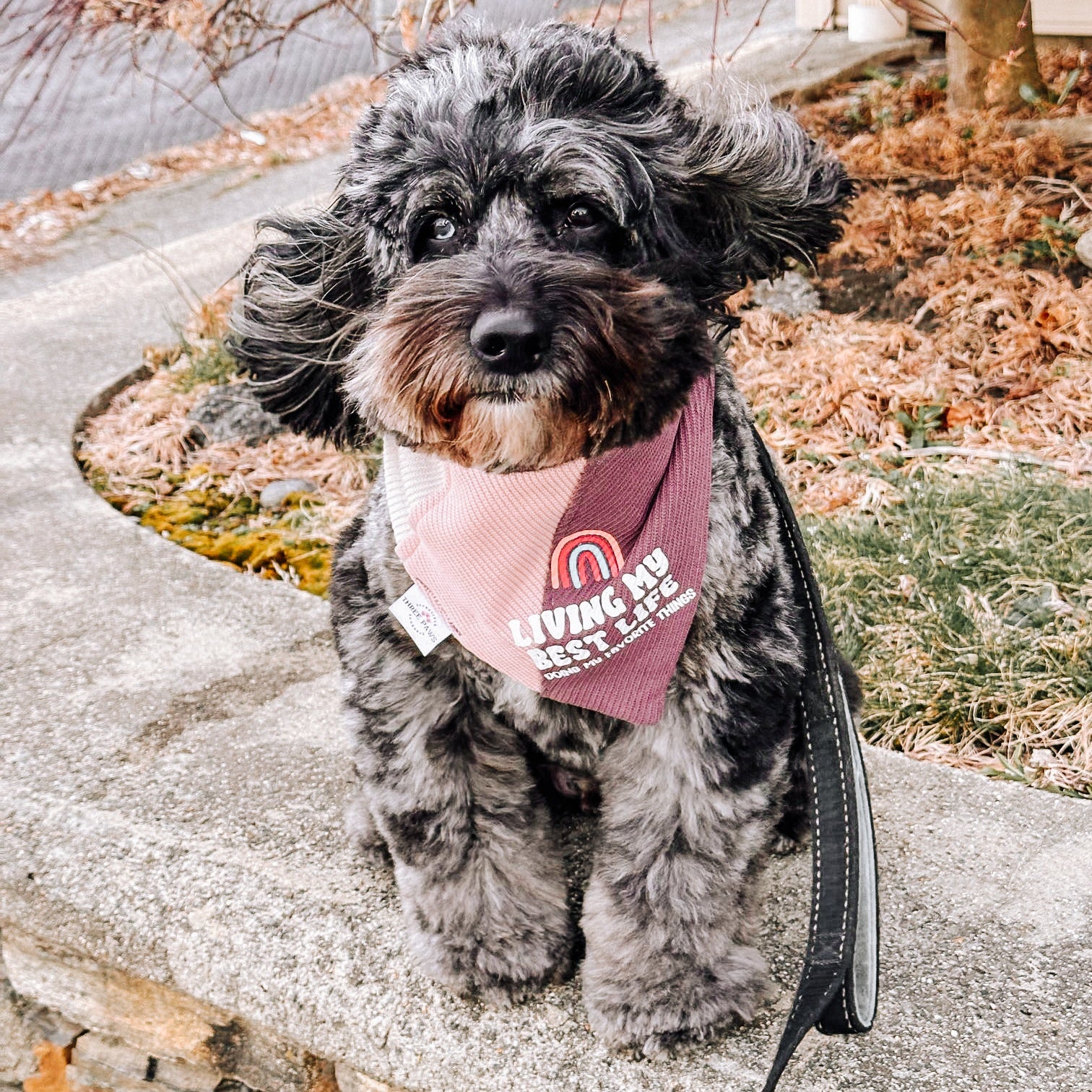 Living my best life Dog Bandana