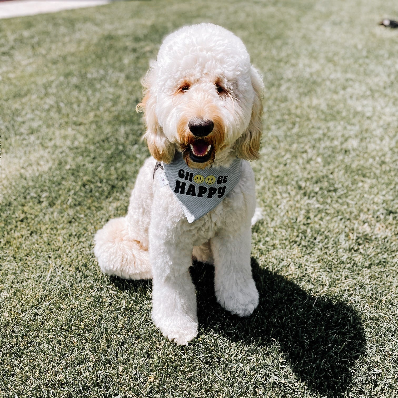 Choose Happy Dog Bandana