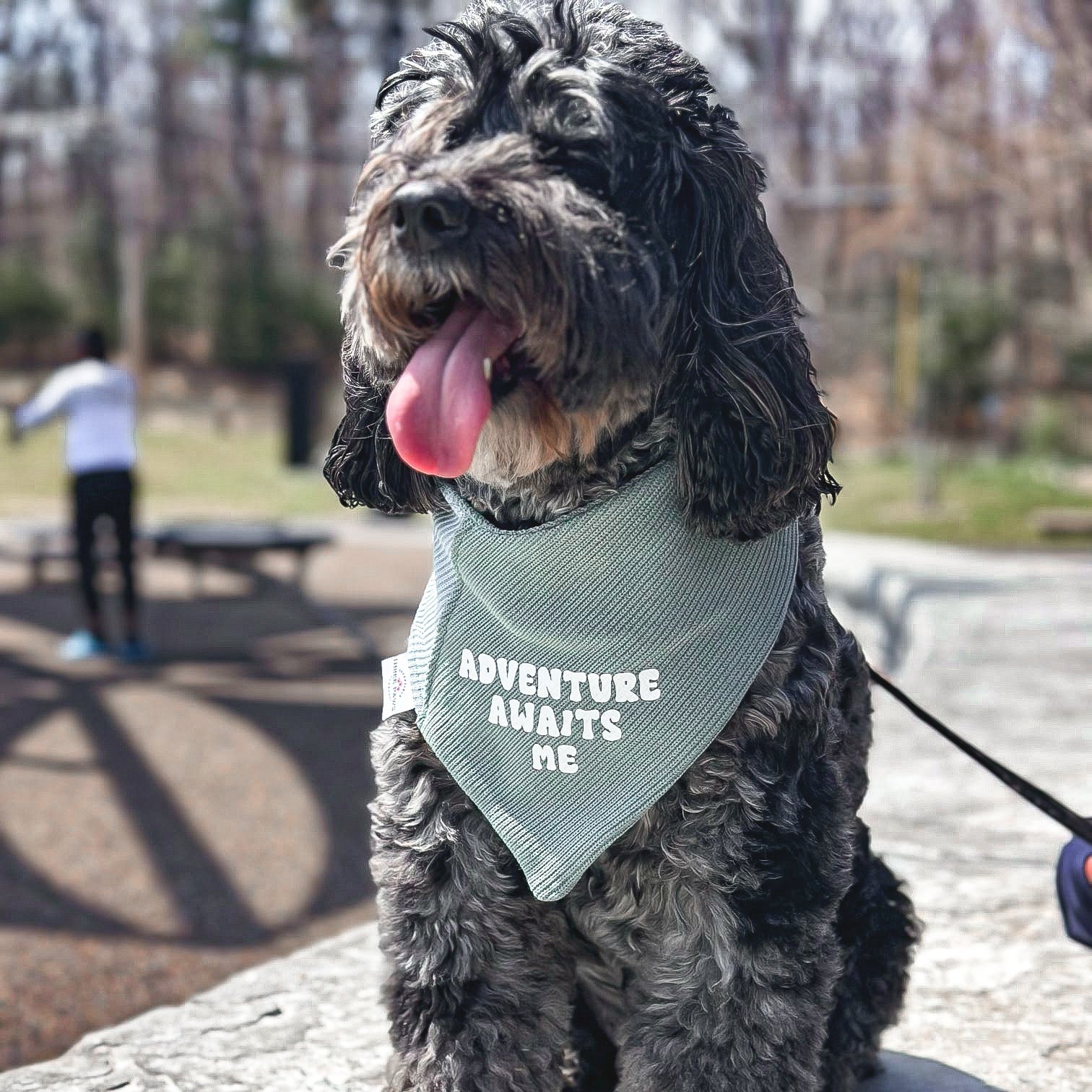 Adventure Awaits Me Dog Bandana