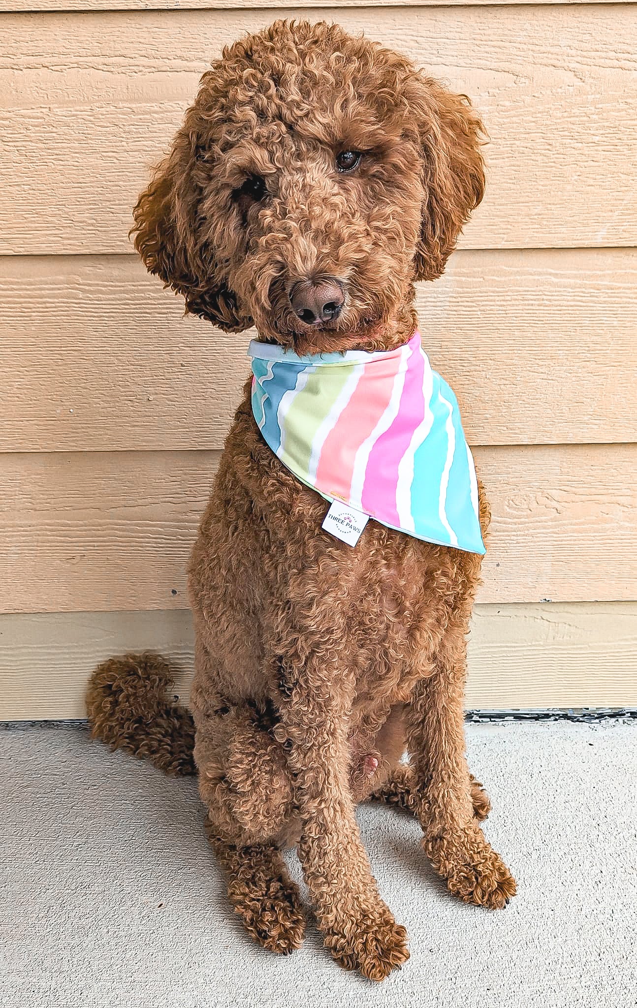 Sunset waves Water Lovin Bandana