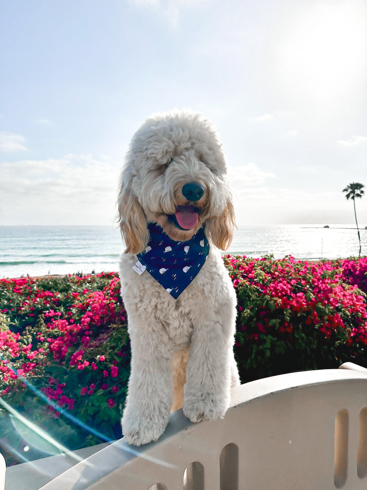 Sea-ing is believing Dog Bandana