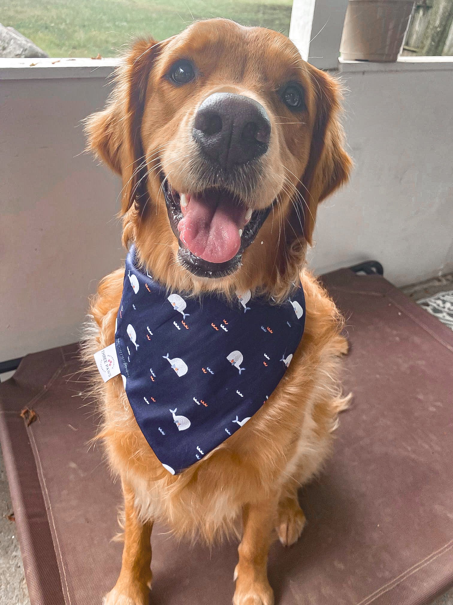 Sea-ing is believing Dog Bandana