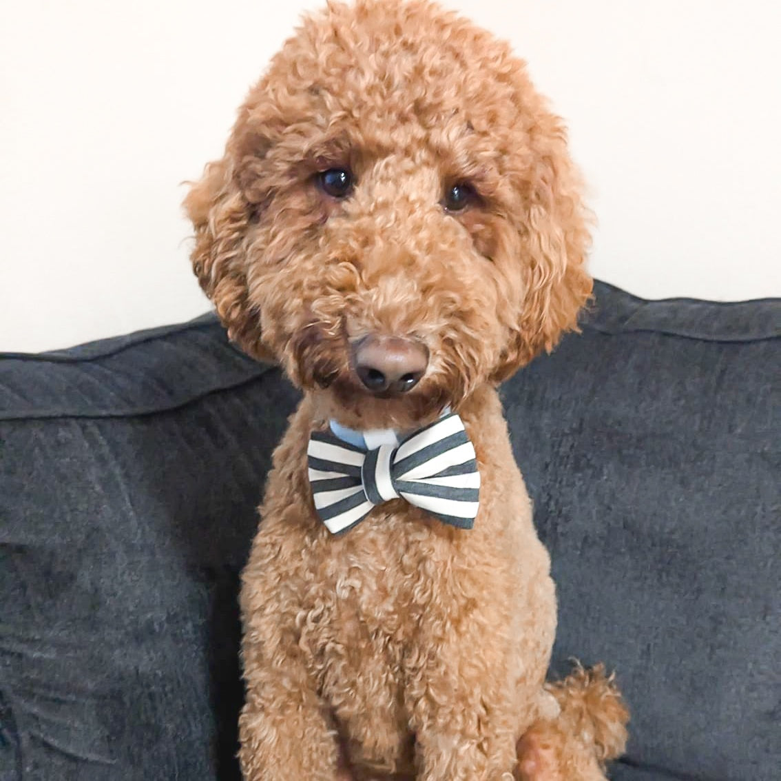 Spooky Striped Bowtie