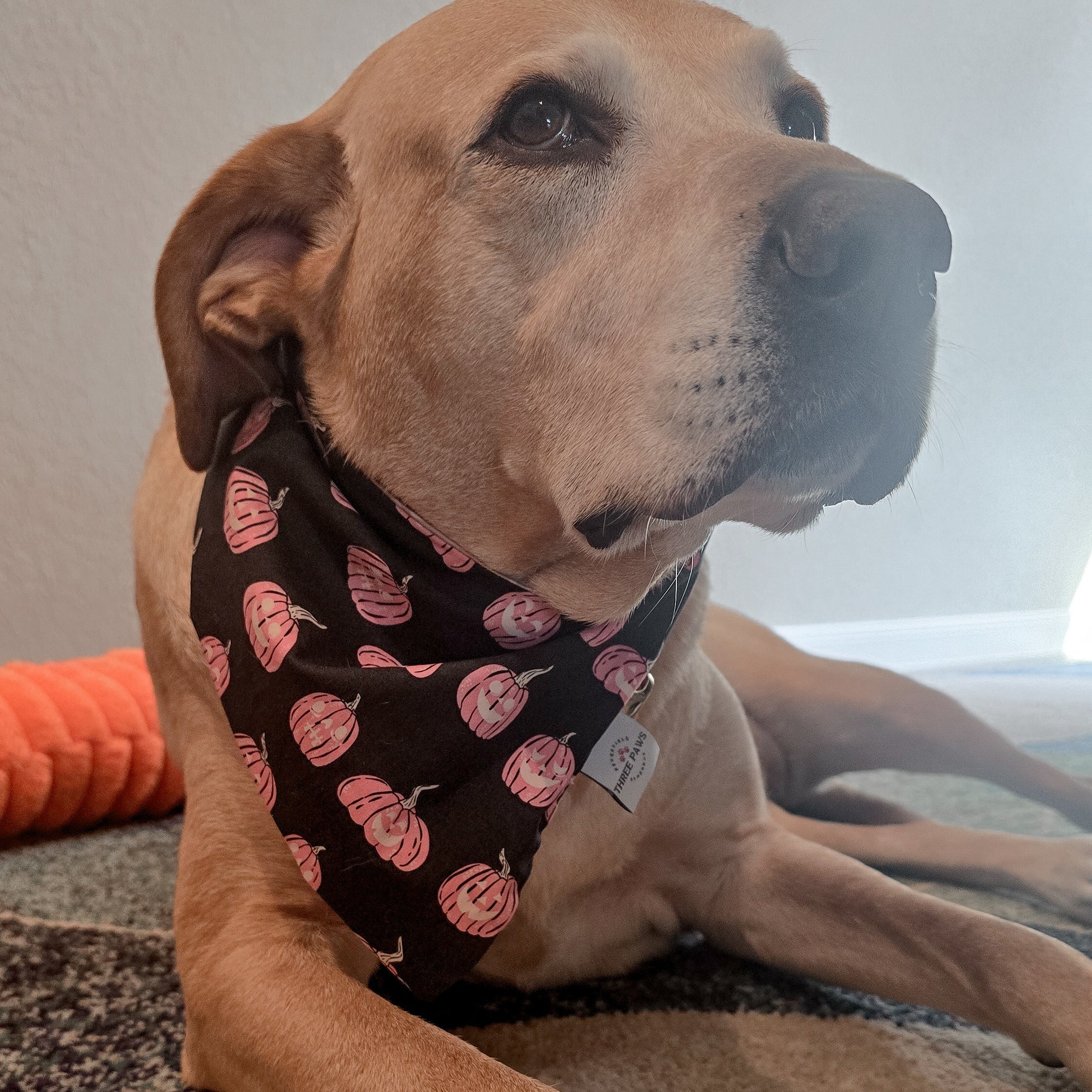 Pumpkin Faces Dog Bandana