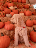Load image into Gallery viewer, Spice of Life Dog Bandana

