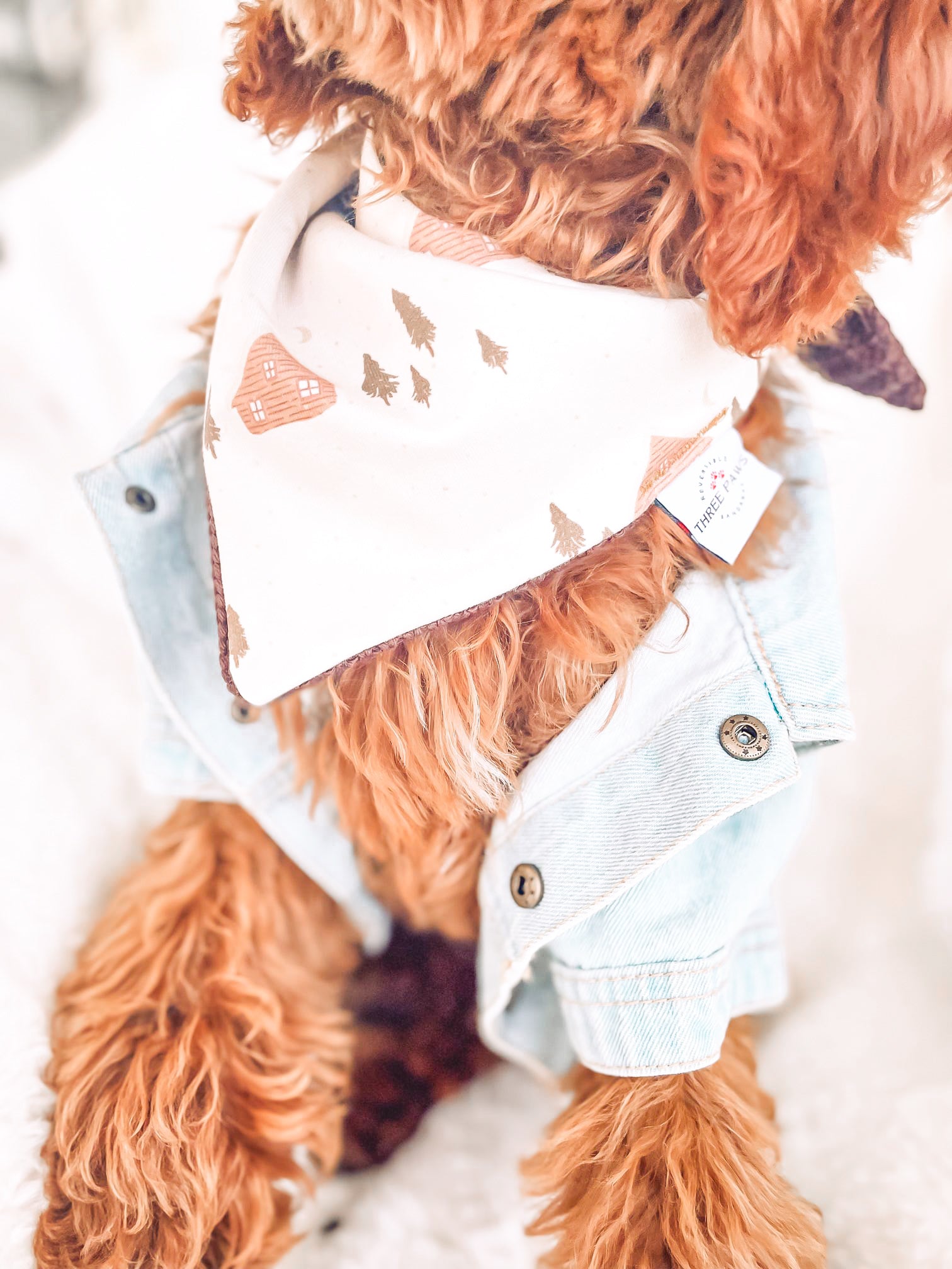 Cozy Winter house Dog Bandana