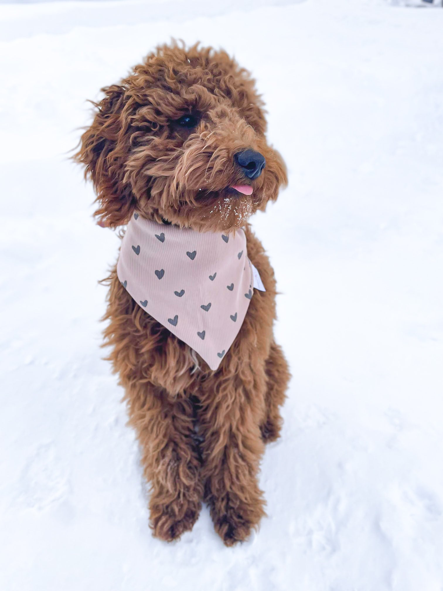 Passion heart Dog Bandana