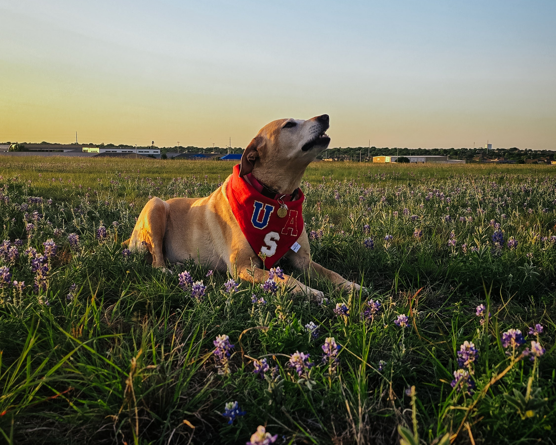 USA Aplique Dog Bandana