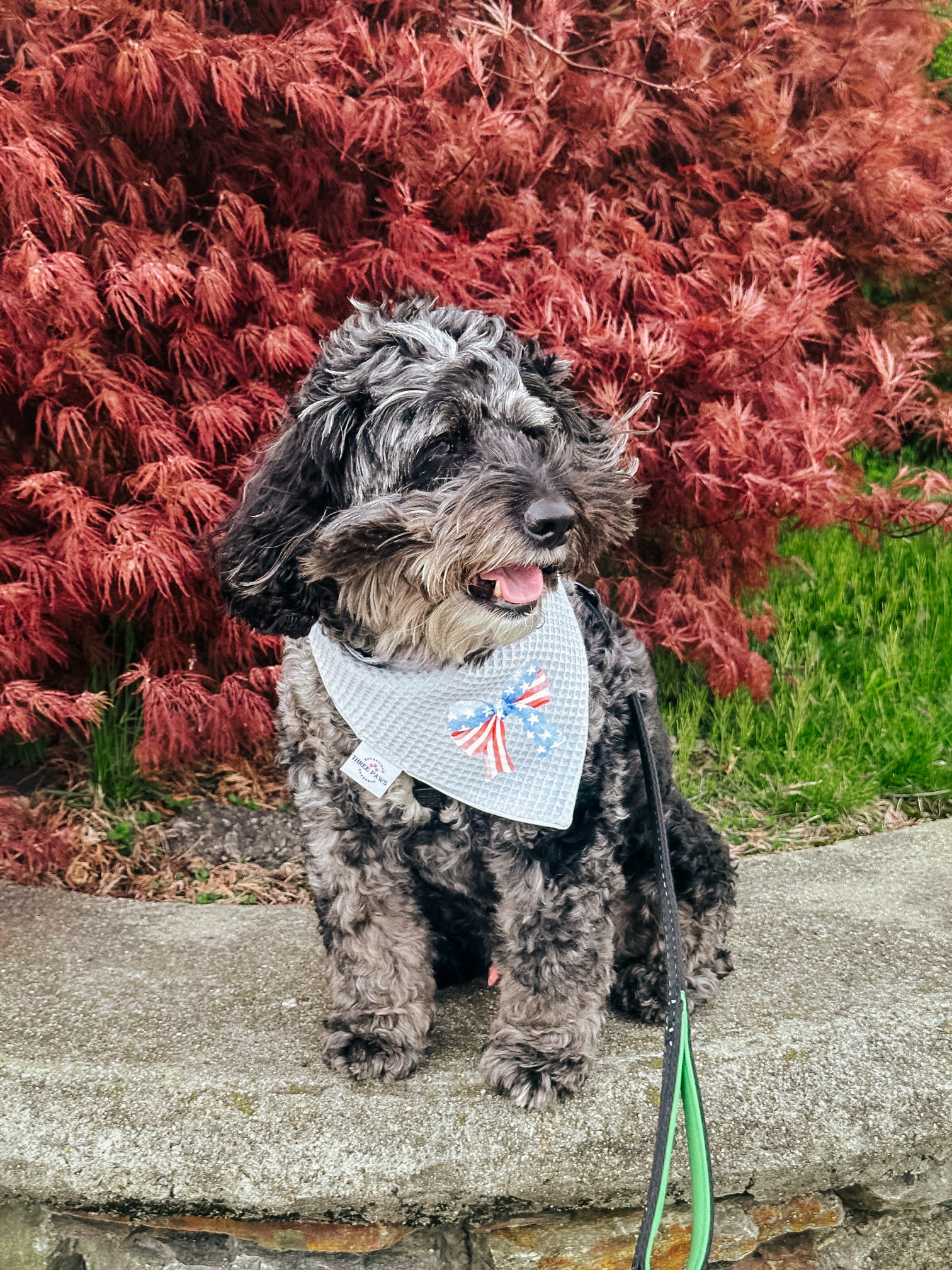 America Blue Dog Bandana