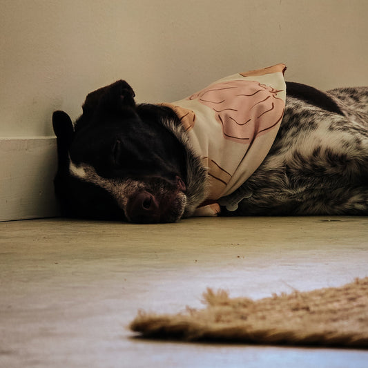 Big Autumn Pumpkins Dog Bandana