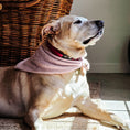 Load image into Gallery viewer, Skully Snuggles Dog Bandana
