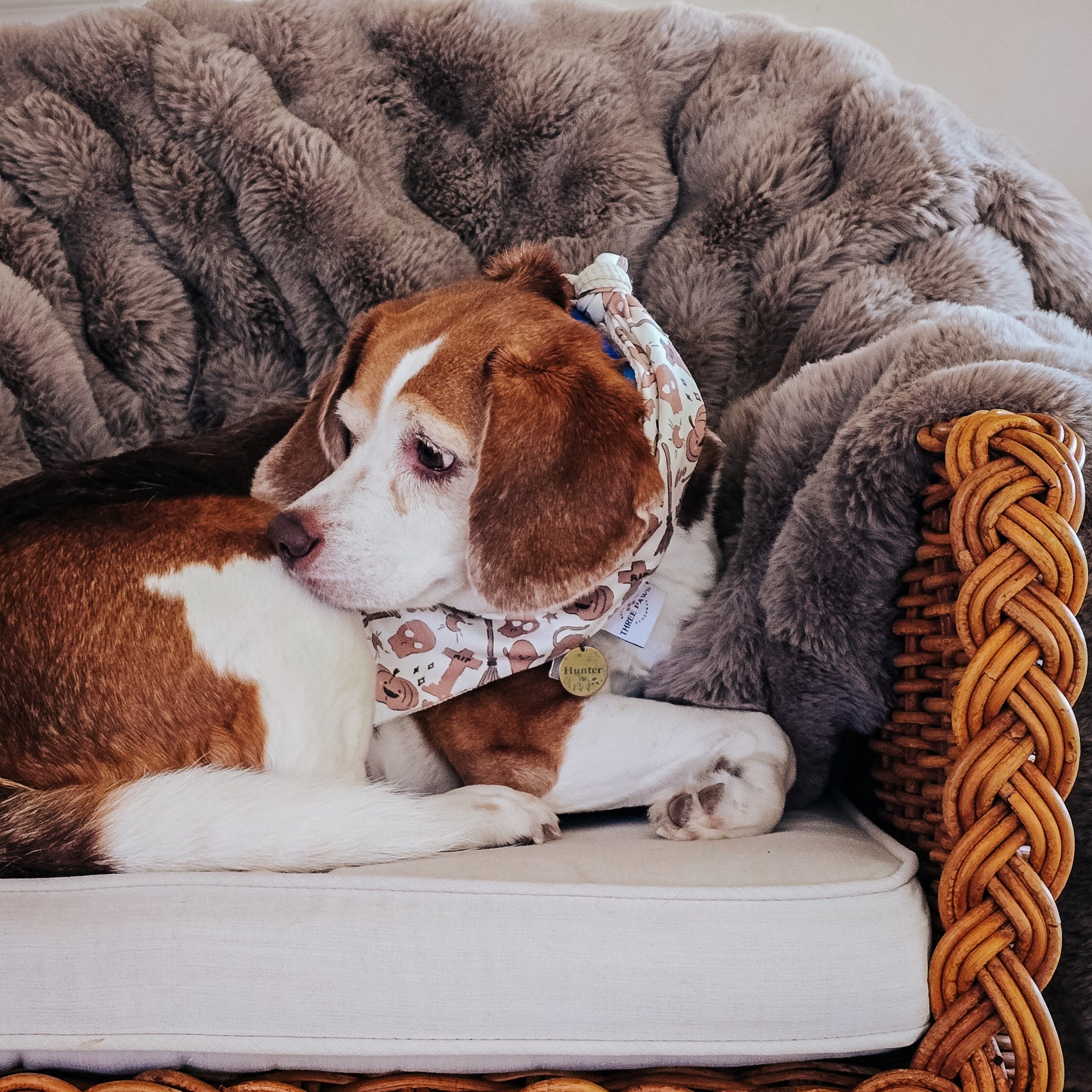 Boos & Bats Dog Bandana